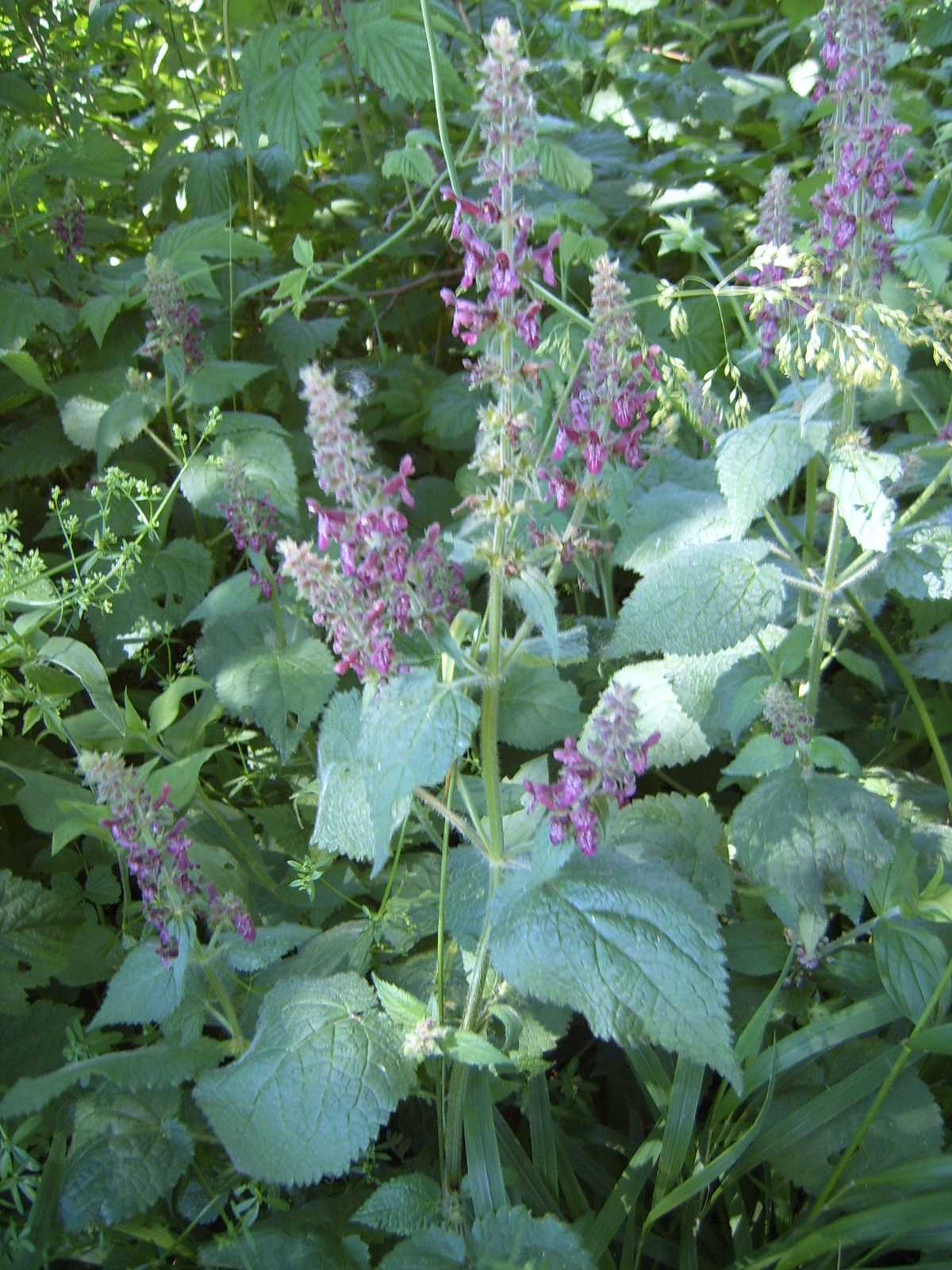 from Slovenia with love 3 - Stachys sylvatica